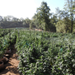 8,100 Cannabis Plants Found at California Grow With No Suspects There