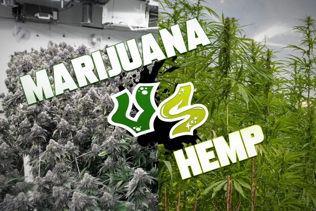 Hemmp-vs-Marijuana-Feature-Picture