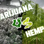 Federal Hemp THC Ban Could Reshape a $28 Billion Industry