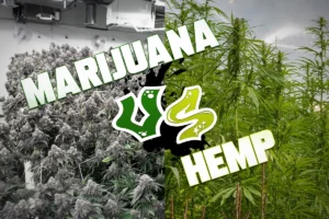 Hemmp-vs-Marijuana-Feature-Picture