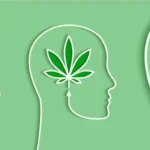 Can Psilocybin Help Treat Cannabis Use Disorder? Johns Hopkins Is Studying It